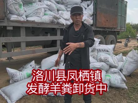 洛川凤栖镇发酵羊粪卸货中。 #潘晓平粉丝团羊粪