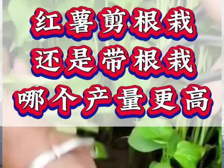 红薯苗剪根栽 还是带根栽 哪个产量更高#红薯#红薯高产种植#红薯管理