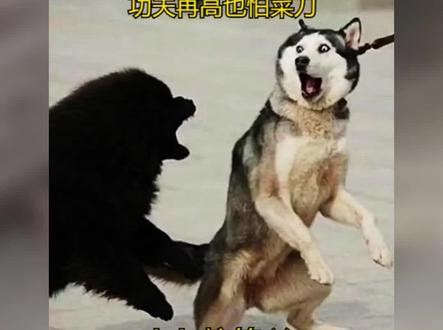 盘点秒怂的狗子,功夫再高也怕菜刀! #网红狗 #狗子成精 #搞笑