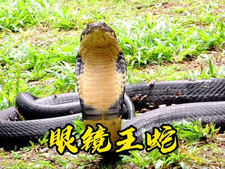 世界上体型最大的毒蛇 食物链的顶端王者#眼镜王蛇 #动物科普 #动物世界