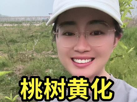 治疗树体黄化措施
全园黄化叶面喷
一、螯合铁2000倍+绿复康3000倍
二、螯合铁2000倍+氨基酸1000倍
局部黄化灌根
矿源黄腐酸钾500—800倍+螯合铁灌根1500倍#农业种植 #抖音扶贫 #农业技术推广 #抖音助农 #抖音新农人 #乡村振兴dou行动 #心系三农服务三农 #果树管理 #࿆乡࿆村࿆振࿆兴࿆d࿆o࿆u࿆行࿆动࿆ #三农 #果树种植管理 #农技推广