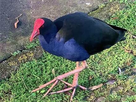 @抖音小助手听说国内也有🤔🤔#新西兰生活 #白切鸡