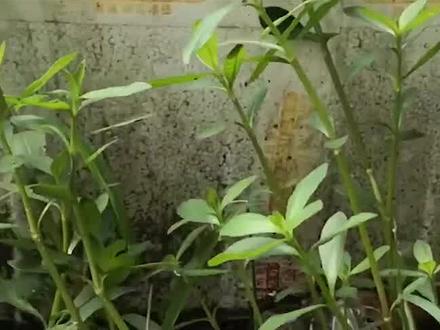 日本人在我国留下新植物武器,战斗力堪比枪弹,害人草已成噩梦