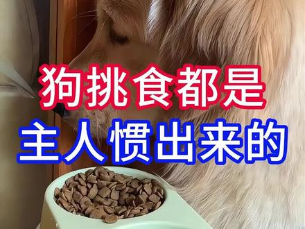 狗挑食都是主人惯出来的,养狗必看#狗狗 #养狗经验分享 #新手养狗 #养狗日常 #养狗小知识