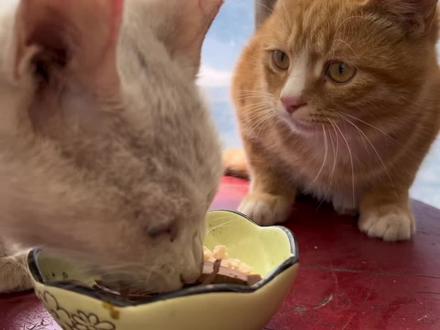 如何气哭一只橘猫#萌宠 #橘猫 #专治不开心