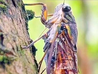 小学语文四年级上《蟋蟀的住宅》#小学语文四年级上册 #课文朗读 #家长收藏孩子受益