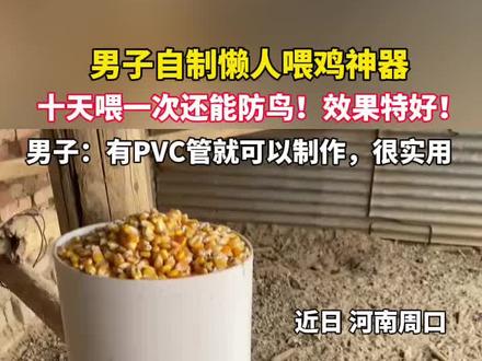 男子自制懒人喂鸡神器,十天喂一次还能防鸟:有PVC管就可以制作,很实用!