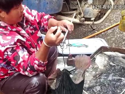 为何鱼贩子爱用黑袋子装鱼,原来猫腻这么多,看你知道几个? (3)#黑塑料袋 #鱼贩子 #鱼 #科普 #内容启发搜索