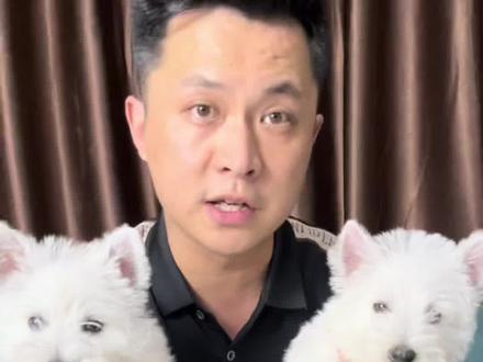 纯种西高地和串串西高地区别#西高地白梗 #成都西高地 #西高地 #抖in萌宠计划 #干货分享