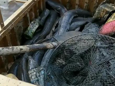 南宁横县下水道惊现众多大鲶鱼,疑为市民疏通厕所“杰作”。
近日,在广西南宁横县某街道,下水道堵塞问题严重,工人进行清淤作业时,竟意外吸出大量鲶鱼。据推测,这些鲶鱼可能是市民为疏通厕所而投放,竟在低氧环境中奇迹般存活。视频拍摄者雷先生表示,这种疏通方式并不可取,呼吁市民不要购买此类鱼用于此类用途。事件曝光后,网络上炸开了锅,部分网友对鲶鱼产生了强烈抵触,认为其生存环境恶劣,毒素积累,不宜食用。有人甚至调侃,以后对鲶鱼“敬而远之”。此外,该事件也引发了公众对城市生态保护的关注,如何改善水质、保障城市水环境安全成为热议话题。清淤工程队为此加班加点,奋战一周,最终这些鲶鱼的处理方式也成了网友关注的焦点。#2024抖音生活记忆 #下水道堵塞 #年年有鱼 #捕捞现场 #专业的事交给专业的人来做更靠谱