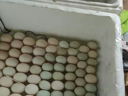 水床孵化鸭蛋全过程,第一集