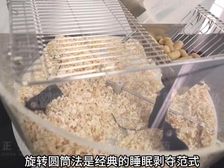 小鼠熬夜大法!睡眠剥夺旋转圆筒法实验教程 做神经、睡眠、抑郁、药理的宝子看过来~
睡眠剥夺总应激、模型不稳?
这条视频全讲透——旋转圆筒法,
不构成显著运动负荷,应激可控。
新手也能少走弯路、少掉头发✨#睡眠剥夺 #小鼠实验 #动物实验 #科学实验