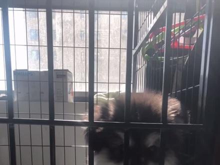 狗狗狼嚎教学1#阿拉斯加