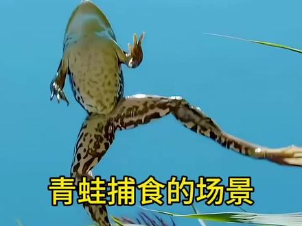青蛙捕食的场景,一蹦一跳太努力了