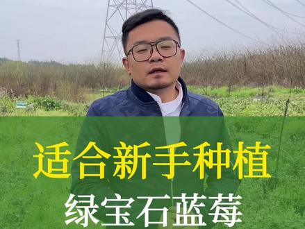 产量也很高,果子的品质较好,抗寒能力很强的绿宝石蓝莓,想在阳台种果树的你,千万不要错过#果树苗 #新农人计划 #蓝莓