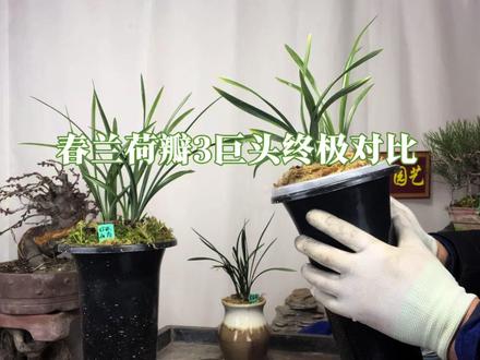 春兰荷瓣三巨头:绿云、翠盖荷、环球荷鼎终极对比 园艺师教你,同样都是春兰荷瓣价格相差10倍,绿云、翠盖荷、环球荷鼎区别在哪里?#春兰 #绿云 #兰花鉴别 #荷瓣兰花 #环球荷鼎
