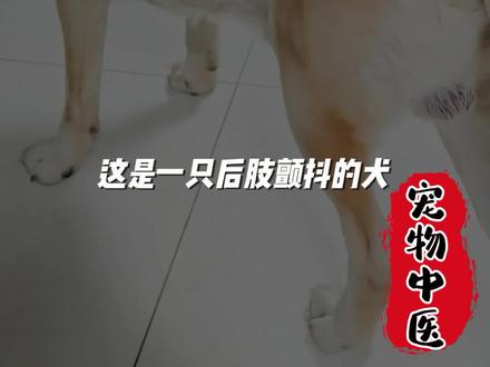 犬后肢抖动的中医调理。