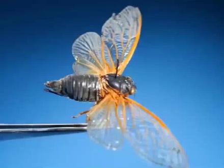 昆虫没有头居然还能再活上一年 #昆虫世界 #昆虫 #好奇昆虫