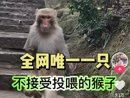 别人躺平,来福远征,独臂小猴硬生生走七公里,只为一口家常菜🐒
