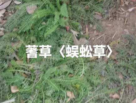 蓍草,为菊科植物蓍的干燥地上部分,夏、秋二季花开时采割,除去杂质,阴干。不主张自己应用,如需要可咨询专业的医师或药师#中草药材 #中医中药