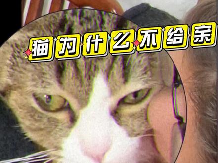 为什么你家猫不让你亲亲?#养猫养猫 #猫咪的迷惑行为 #猫咪