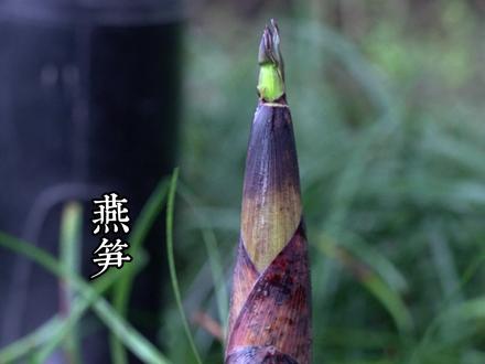 这样焖出来的“炒”面,你一定没吃过! 搭配最嫩的燕笋,好吃到根本停不下来#绩溪炒面 #徽州炒面 #农村美食 #春笋