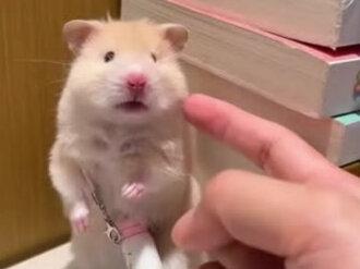 被三角洲老鼠背刺到破防了! #三角洲 #三角洲行动 #三角洲护航 #三角洲跑刀 #鼠鼠我呀