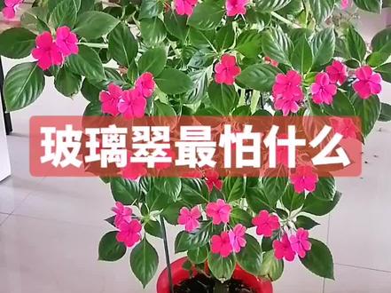 玻璃翠最怕什么
#分享家庭养花小常识 #我的花花草草🌸🌸 #好看的花一定要分享给你 #分享养花经验 #养花小妙招 @抖音热点 @抖音热点宝