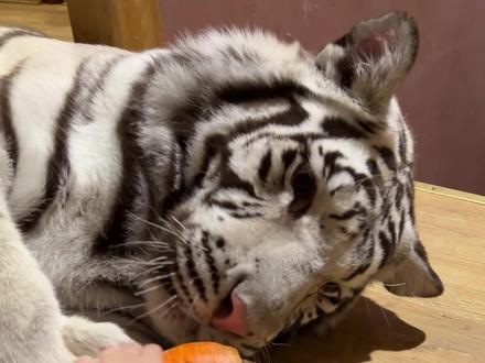 🦓:妈妈我是最聪明的😼 #一夜之间萌宠都认识了萝卜 #萝卜纸巾猫咪模仿挑战 #宫百万#白虎