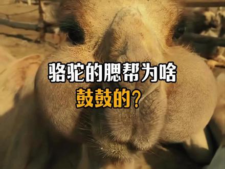 骆驼的腮帮为啥鼓鼓的?#动物科普 #骆驼