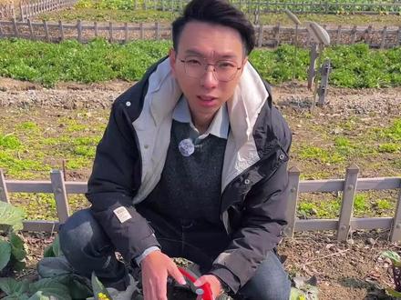 菜友们!分享一下红菜苔的剪叶与采收哦! #种菜 #种菜小技巧 #红菜苔 #学种菜 #关注我一起学种菜