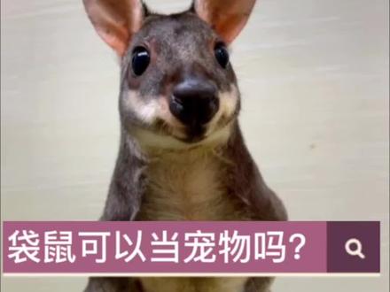 袋鼠多少钱一只?袋鼠可以个人饲养吗?赤颈袋鼠,圆盾袋鼠是可以个人饲养的哦。#抖音萌宠出道计划 #袋鼠 #袋鼠摇手太魔性了