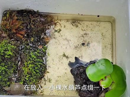 从新开个缸养甲鱼#神奇动物在抖音 #农村萌宠 #奇妙的动物 #甲鱼养殖 #动物世界
