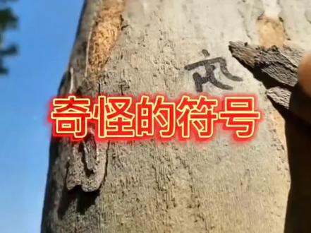 树木绿标≠暗号!是雌株杨树、柳树的治理标记,为了减少飞絮。不信谣不传谣,现实中若发现类似可疑标记,请立即拍照留存并拨打12339举报。国家安全无小事,从我做起每个公民都是防线,日常留意异常守护家园。#12339#国家安全局#不信谣不传谣
