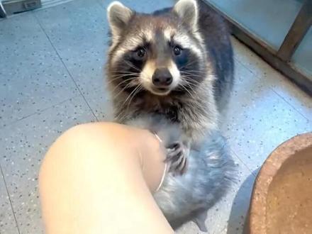 这些动物你最想撸哪个?#动物 #神奇动物在抖音 #海狮 #保护动物