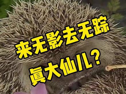 #新农人计划2022刺猬,民间号称白仙,可是它真的会仙术吗?#神奇动物在抖音 #科普 #刺猬🦔 #动物世界 #动物世界 #三农 #迎接虎年的仪式感