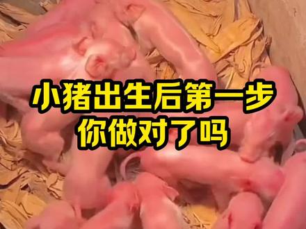 小猪出生后第一步,你做对了吗 #抖音三农#养猪#养殖