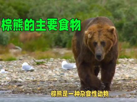 棕熊的主要食物都有哪些你知道吗?#野生动物 #动物世界看人生百态 #动物冷知识 #动物科普 #棕熊