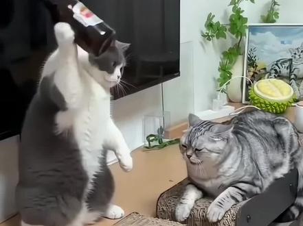 瓜子壳的恶作剧#粤语配音 #宠物剧情 #粤语猫 #广东话 #猫咪配音