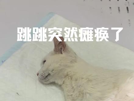 小猫突然瘫痪,到底什么原因?#小猫瘫痪 #我们和小猫的日常 #猫儿咪幼儿园