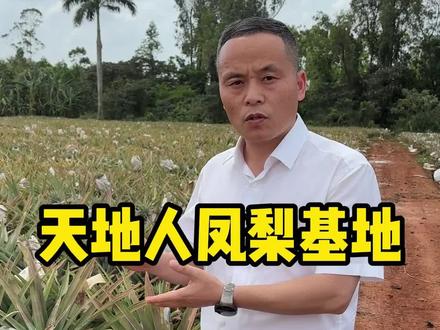 跟随绿叶水果采购总监探访海南凤梨基地#产地溯源#绿叶水果#自然熟凤梨#水果猎人