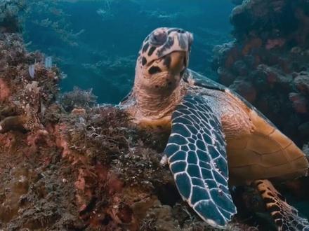 玳瑁是怎样的海龟#海洋生物 #神奇动物在抖音 #科普 #涨知识