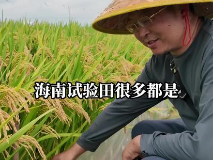 稻田这样“贴膜”,有什么作用?#农业科普#种植小窍门#水稻田间管理#水稻种植技术#隆平高科东哥