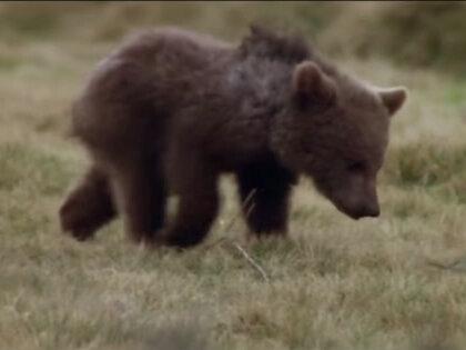 万物皆有灵 意外失去妈妈的小熊宝宝
#万物皆有灵性 #动物