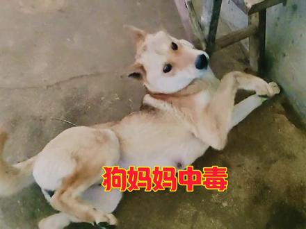 狗妈妈毒性发作,还有三只嗷嗷待哺的狗崽子。真的是太可怜了#上热门 #宠物狗#狗中毒#中华田园犬#狗狗