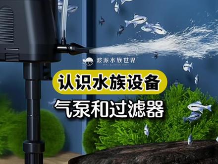 养鱼新人容易犯的错误,快来涨芝士啦。关于过滤器和氧气泵的误区解答#创作灵感 #鱼缸过滤 #鱼缸过滤器 #鱼缸氧气泵 #波派水族世界