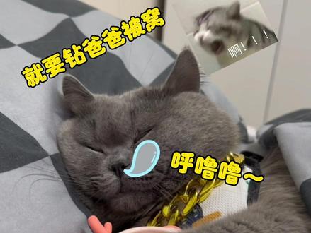谁家的小猫这么懒啊😭#我的猫室友
