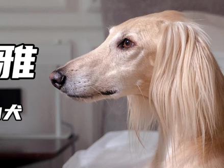 格力犬(灵缇),作为世界上跑的最快的狗狗,究竟有什么特别之处呢?#格力犬 #灵缇 #狗狗