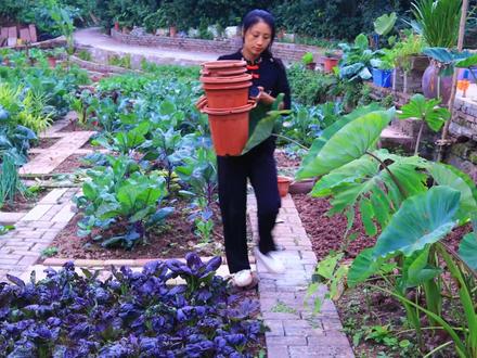 应上个视频评论区朋友们的要求,韭黄种植的教程来了。有条件的朋友也试试吧。方法很简单,7天就能长成美味的韭黄了。#种菜 #我的乡村生活