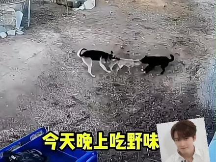 狐狸和狗大战
耐心看完,结局很精彩。#监控下的一幕